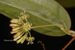 Smilax wightii